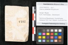 Foto (Objekt + Etikett) von Quercus palaeoilex Ettingshausen (NHMW-GEO-2024-0188-8102)